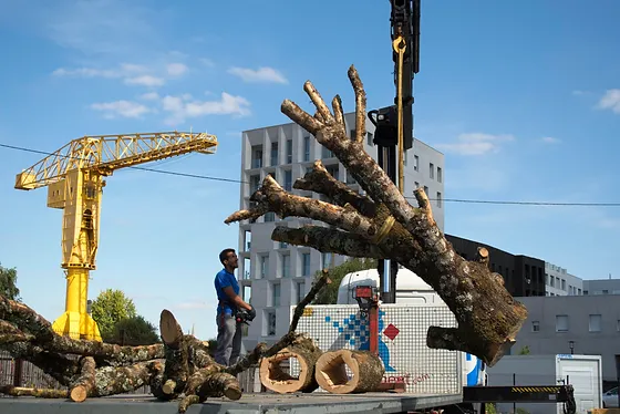 Grue jaune nantes